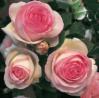 Еden rose "Эден Розе"