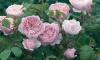 Визли"Wisley 2008"