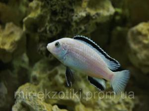 ЛАБИДОХРОМИС ЦЕРЕЛЕУС "НКАТА БЭЙ" (Labidochromis caeruleus white Nkhata Bay)