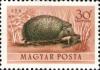 magyar1953