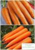  На развес Морковь 'Королева осени' ТМ 'Весна' цена за 15г Семена и рассада овощных культур в Черновцах