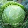 Семена капусты ранней Констебль F1. Упаковка 2 500 семян. Производитель Clause