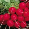Семена редиса Селеста F1 250 гр. Enza Zaden