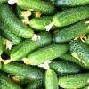  Огурец "Цезарь " 20шт - Насіння та розсада овочевих культур на Хмельницком рынке