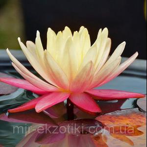 Нимфея «Грегс Оранж Бьюти» (Nymphaea «Gregg's Orange Beauty ») — купити в Україні