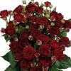  Роза кустовая Rubicon (Рубикон) (60 см) Живые цветы и букеты в России