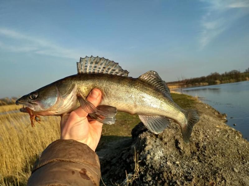 Фото  Силикон Keitech Little Spider 2