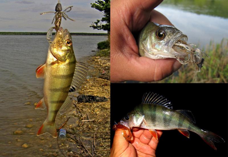 Фото  Силикон Keitech Little Spider 2